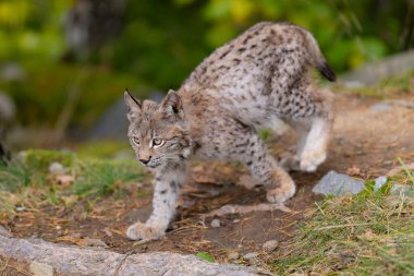 Ağaç gövdesi ile yeşil orman Lynx. Doğadan yaban hayatı sahne. Bayağı vaşak, hayvan davranış habitat içinde oynamaya. Almanya'dan vahşi kedi. Ağaçların arasında vahşi Bobcat