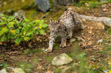 Ağaç gövdesi ile yeşil orman Lynx. Doğadan yaban hayatı sahne. Bayağı vaşak, hayvan davranış habitat içinde oynamaya. Almanya'dan vahşi kedi. Ağaçların arasında vahşi Bobcat