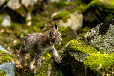 Ağaç gövdesi ile yeşil orman Lynx. Doğadan yaban hayatı sahne. Bayağı vaşak, hayvan davranış habitat içinde oynamaya. Almanya'dan vahşi kedi. Ağaçların arasında vahşi Bobcat