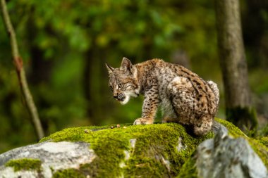 Ağaç gövdesi ile yeşil orman Lynx. Doğadan yaban hayatı sahne. Bayağı vaşak, hayvan davranış habitat içinde oynamaya. Almanya'dan vahşi kedi. Ağaçların arasında vahşi Bobcat
