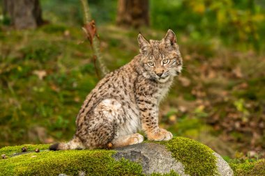 Ağaç gövdesi ile yeşil orman Lynx. Doğadan yaban hayatı sahne. Bayağı vaşak, hayvan davranış habitat içinde oynamaya. Almanya'dan vahşi kedi. Ağaçların arasında vahşi Bobcat