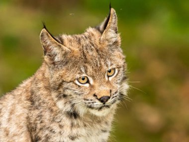 Ağaç gövdesi ile yeşil orman Lynx. Doğadan yaban hayatı sahne. Bayağı vaşak, hayvan davranış habitat içinde oynamaya. Almanya'dan vahşi kedi. Ağaçların arasında vahşi Bobcat