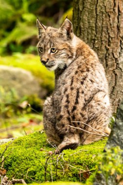 Ağaç gövdesi ile yeşil orman Lynx. Doğadan yaban hayatı sahne. Bayağı vaşak, hayvan davranış habitat içinde oynamaya. Almanya'dan vahşi kedi. Ağaçların arasında vahşi Bobcat