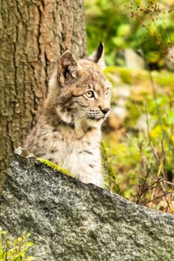 Ağaç gövdesi ile yeşil orman Lynx. Doğadan yaban hayatı sahne. Bayağı vaşak, hayvan davranış habitat içinde oynamaya. Almanya'dan vahşi kedi. Ağaçların arasında vahşi Bobcat