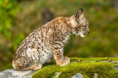 Ağaç gövdesi ile yeşil orman Lynx. Doğadan yaban hayatı sahne. Bayağı vaşak, hayvan davranış habitat içinde oynamaya. Almanya'dan vahşi kedi. Ağaçların arasında vahşi Bobcat