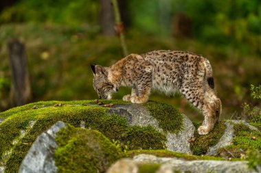 Ağaç gövdesi ile yeşil orman Lynx. Doğadan yaban hayatı sahne. Bayağı vaşak, hayvan davranış habitat içinde oynamaya. Almanya'dan vahşi kedi. Ağaçların arasında vahşi Bobcat