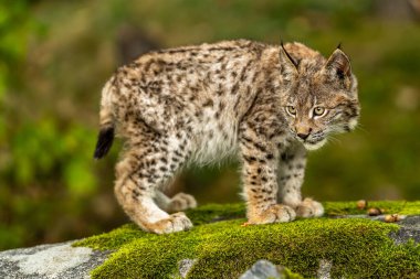 Ağaç gövdesi ile yeşil orman Lynx. Doğadan yaban hayatı sahne. Bayağı vaşak, hayvan davranış habitat içinde oynamaya. Almanya'dan vahşi kedi. Ağaçların arasında vahşi Bobcat