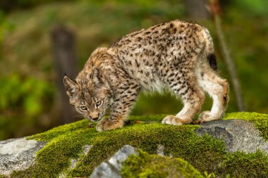 Ağaç gövdesi ile yeşil orman Lynx. Doğadan yaban hayatı sahne. Bayağı vaşak, hayvan davranış habitat içinde oynamaya. Almanya'dan vahşi kedi. Ağaçların arasında vahşi Bobcat