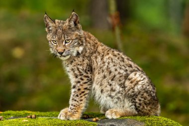 Ağaç gövdesi ile yeşil orman Lynx. Doğadan yaban hayatı sahne. Bayağı vaşak, hayvan davranış habitat içinde oynamaya. Almanya'dan vahşi kedi. Ağaçların arasında vahşi Bobcat
