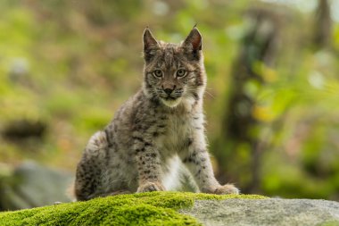 Ağaç gövdesi ile yeşil orman Lynx. Doğadan yaban hayatı sahne. Bayağı vaşak, hayvan davranış habitat içinde oynamaya. Almanya'dan vahşi kedi. Ağaçların arasında vahşi Bobcat