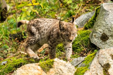 Ağaç gövdesi ile yeşil orman Lynx. Doğadan yaban hayatı sahne. Bayağı vaşak, hayvan davranış habitat içinde oynamaya. Almanya'dan vahşi kedi. Ağaçların arasında vahşi Bobcat