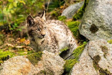 Ağaç gövdesi ile yeşil orman Lynx. Doğadan yaban hayatı sahne. Bayağı vaşak, hayvan davranış habitat içinde oynamaya. Almanya'dan vahşi kedi. Ağaçların arasında vahşi Bobcat