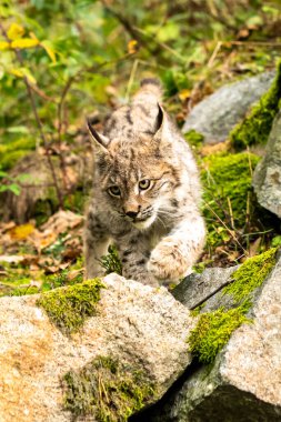 Ağaç gövdesi ile yeşil orman Lynx. Doğadan yaban hayatı sahne. Bayağı vaşak, hayvan davranış habitat içinde oynamaya. Almanya'dan vahşi kedi. Ağaçların arasında vahşi Bobcat