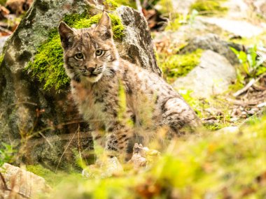 Ağaç gövdesi ile yeşil orman Lynx. Doğadan yaban hayatı sahne. Bayağı vaşak, hayvan davranış habitat içinde oynamaya. Almanya'dan vahşi kedi. Ağaçların arasında vahşi Bobcat
