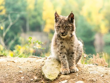 Ağaç gövdesi ile yeşil orman Lynx. Doğadan yaban hayatı sahne. Bayağı vaşak, hayvan davranış habitat içinde oynamaya. Almanya'dan vahşi kedi. Ağaçların arasında vahşi Bobcat