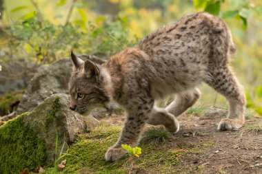 Ağaç gövdesi ile yeşil orman Lynx. Doğadan yaban hayatı sahne. Bayağı vaşak, hayvan davranış habitat içinde oynamaya. Almanya'dan vahşi kedi. Ağaçların arasında vahşi Bobcat