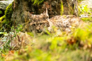 Ağaç gövdesi ile yeşil orman Lynx. Doğadan yaban hayatı sahne. Bayağı vaşak, hayvan davranış habitat içinde oynamaya. Almanya'dan vahşi kedi. Ağaçların arasında vahşi Bobcat