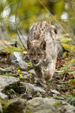 Ağaç gövdesi ile yeşil orman Lynx. Doğadan yaban hayatı sahne. Bayağı vaşak, hayvan davranış habitat içinde oynamaya. Almanya'dan vahşi kedi. Ağaçların arasında vahşi Bobcat