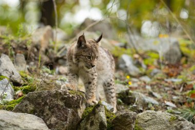 Ağaç gövdesi ile yeşil orman Lynx. Doğadan yaban hayatı sahne. Bayağı vaşak, hayvan davranış habitat içinde oynamaya. Almanya'dan vahşi kedi. Ağaçların arasında vahşi Bobcat