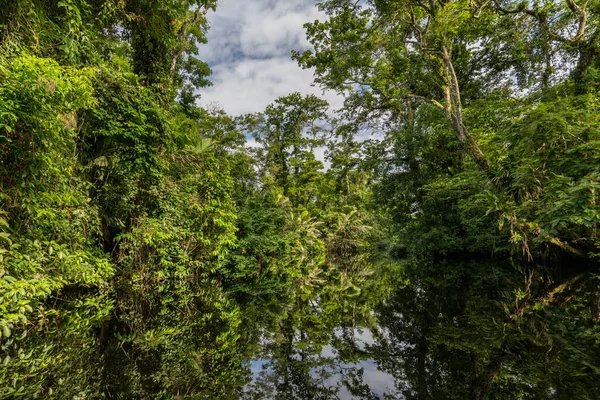 Kanał Parku Narodowym Tortuguero Tropikalnym Lasem Deszczowym Wzdłuż Wybrzeża Karaibów — Zdjęcie stockowe
