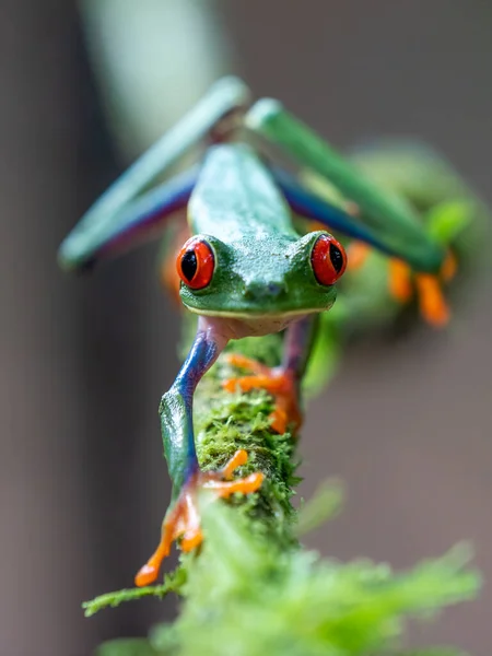 Rode Boom Kikker Agalychnis Callidryas Zittend Het Groene Verlof Tropisch — Stockfoto