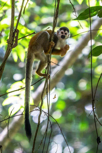 Macaco Esquilo Saimiri Oerstedii Sentado Tronco Árvore Com Folhas Verdes — Fotografia de Stock