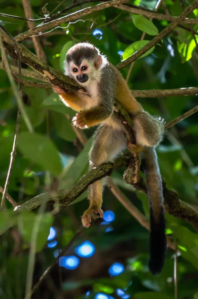 Macaco Esquilo Saimiri Oerstedii Sentado Tronco Árvore Com Folhas Verdes — Fotografia de Stock