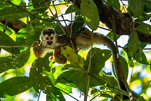 Sincap maymun, Saimiri oerstedii, yeşil yaprakları, Corcovado Np, Kosta Rika ile ağaç gövdesi üzerinde oturuyor. Tropik Orman bitki örtüsü maymun. Doğadan yaban hayatı sahne. Güzel sevimli hayvan.