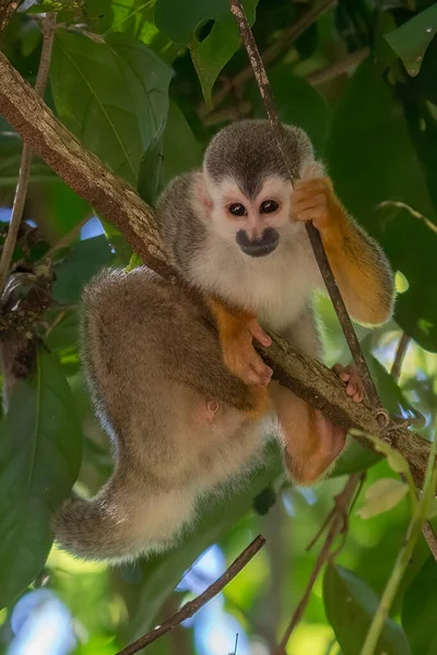 Squirrel Monkey Saimiri Oerstedii Sitting Tree Trunk Green Leaves Corcovado — Stock Photo, Image