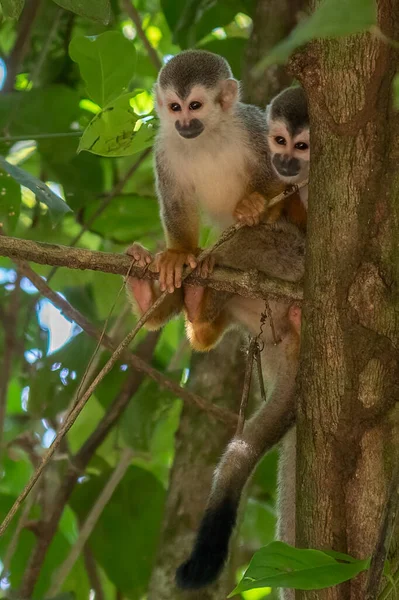 Sincap maymun, Saimiri oerstedii, yeşil yaprakları, Corcovado Np, Kosta Rika ile ağaç gövdesi üzerinde oturuyor. Tropik Orman bitki örtüsü maymun. Doğadan yaban hayatı sahne. Güzel sevimli hayvan.