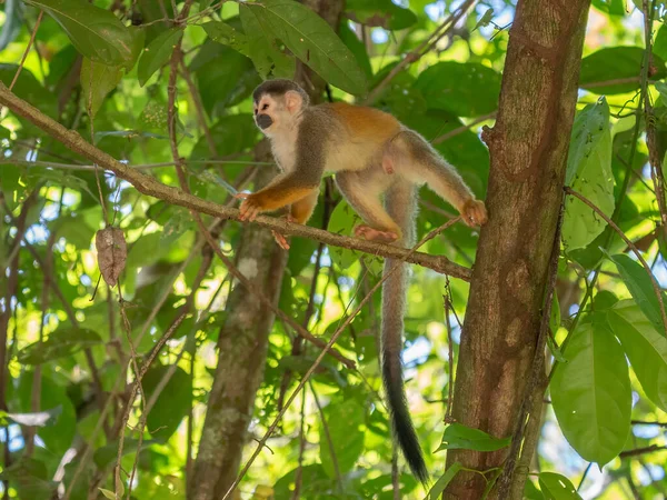 Sincap maymun, Saimiri oerstedii, yeşil yaprakları, Corcovado Np, Kosta Rika ile ağaç gövdesi üzerinde oturuyor. Tropik Orman bitki örtüsü maymun. Doğadan yaban hayatı sahne. Güzel sevimli hayvan.
