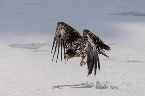 White Tailed Eagle Haliaeetus Albicilla Flight Also Known Ern Erne — Stok fotoğraf
