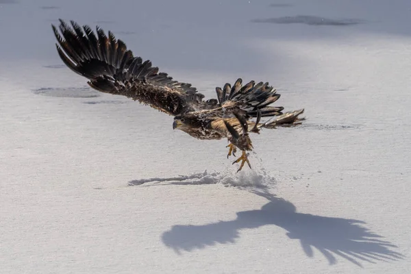 White Tailed Eagle Haliaeetus Albicilla Flight Also Known Ern Erne — Fotografia de Stock