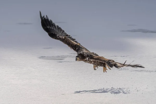 White Tailed Eagle Haliaeetus Albicilla Flight Also Known Ern Erne — Stok fotoğraf