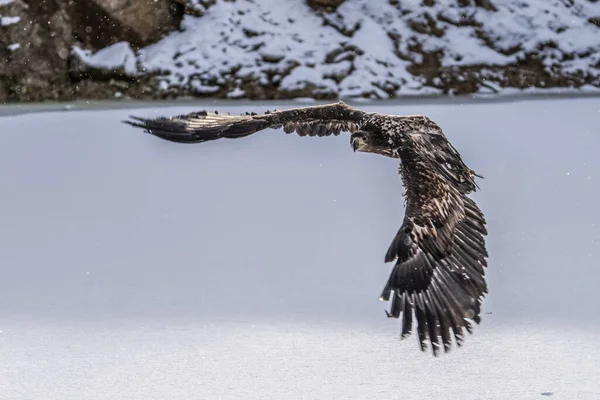 독수리 Haliaeetus Albicilla Ern Erne Gray Eagle Eurasian Sea Eagle — 스톡 사진