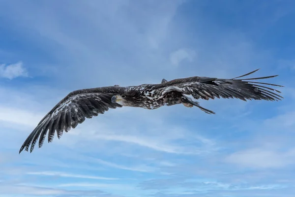 White Tailed Eagle Haliaeetus Albicilla Flight Also Known Ern Erne — стоковое фото