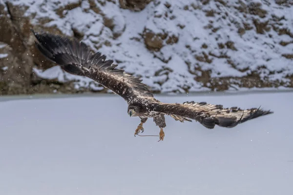 White Tailed Eagle Haliaeetus Albicilla Flygning Även Känd Som Ern — Stockfoto