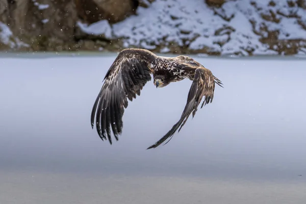 Білий Орлик Haliaeetus Albicilla Польоті Також Відомий Орн Ерн Сірий — стокове фото