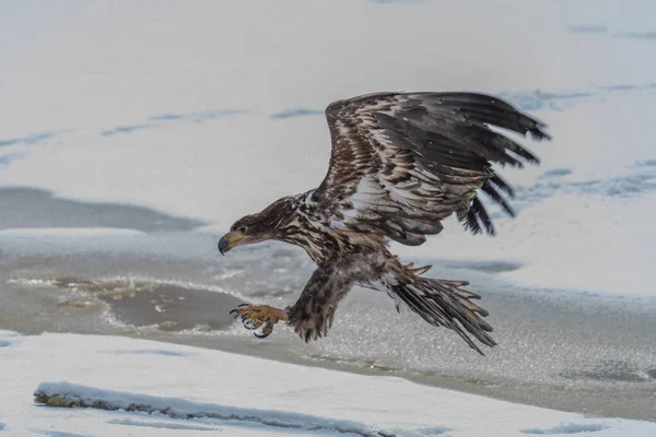 독수리 Haliaeetus Albicilla Ern Erne Gray Eagle Eurasian Sea Eagle — 스톡 사진