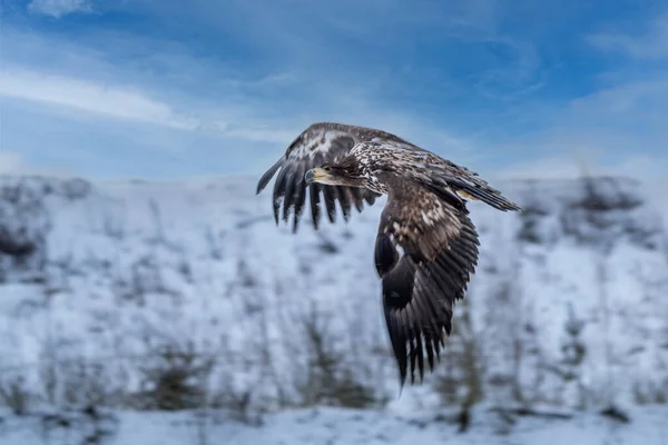 White Tailed Eagle Haliaeetus Albicilla Flight Also Known Ern Erne — Stock Photo, Image