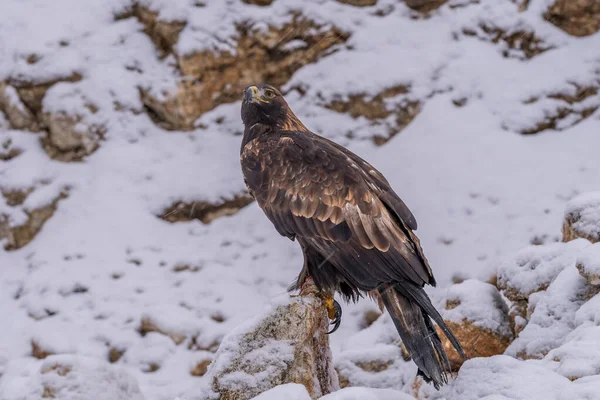 White Tailed Eagle Haliaeetus Albicilla Also Known Ern Erne Gray — Stockfoto