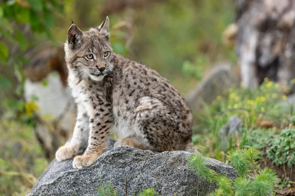 Ağaç gövdesi ile yeşil orman Lynx. Doğadan yaban hayatı sahne. Bayağı vaşak, hayvan davranış habitat içinde oynamaya. Almanya'dan vahşi kedi. Ağaçların arasında vahşi Bobcat