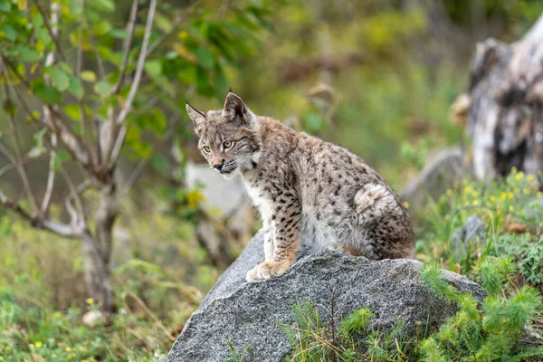 Ağaç gövdesi ile yeşil orman Lynx. Doğadan yaban hayatı sahne. Bayağı vaşak, hayvan davranış habitat içinde oynamaya. Almanya'dan vahşi kedi. Ağaçların arasında vahşi Bobcat