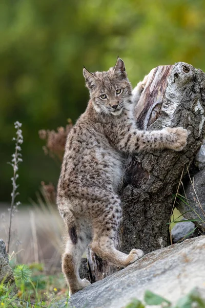 Ağaç gövdesi ile yeşil orman Lynx. Doğadan yaban hayatı sahne. Bayağı vaşak, hayvan davranış habitat içinde oynamaya. Almanya'dan vahşi kedi. Ağaçların arasında vahşi Bobcat