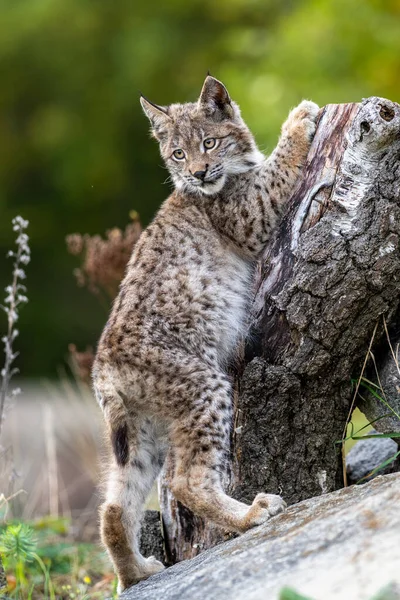 Ağaç gövdesi ile yeşil orman Lynx. Doğadan yaban hayatı sahne. Bayağı vaşak, hayvan davranış habitat içinde oynamaya. Almanya'dan vahşi kedi. Ağaçların arasında vahşi Bobcat