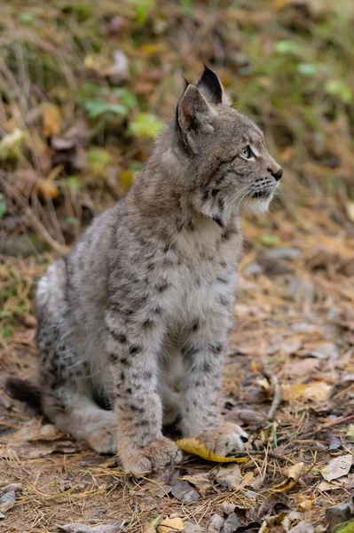 Ağaç gövdesi ile yeşil orman Lynx. Doğadan yaban hayatı sahne. Bayağı vaşak, hayvan davranış habitat içinde oynamaya. Almanya'dan vahşi kedi. Ağaçların arasında vahşi Bobcat