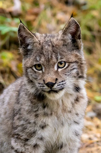 Ağaç gövdesi ile yeşil orman Lynx. Doğadan yaban hayatı sahne. Bayağı vaşak, hayvan davranış habitat içinde oynamaya. Almanya'dan vahşi kedi. Ağaçların arasında vahşi Bobcat