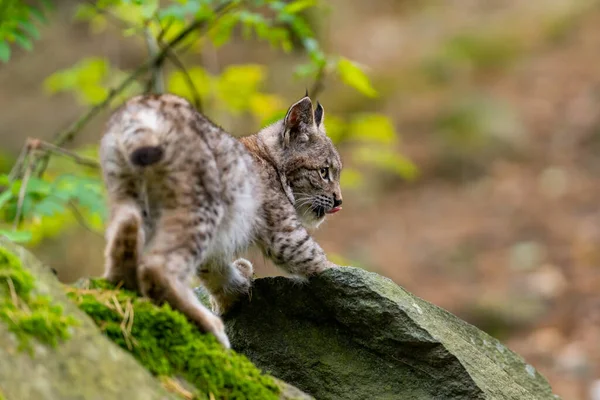 Lince Bosque Verde Con Tronco Árbol Escena Vida Salvaje Naturaleza — Foto de Stock