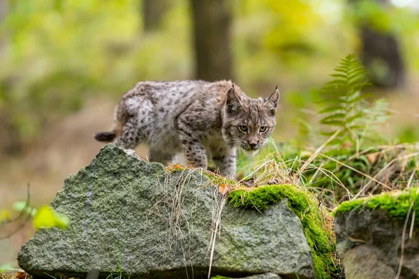 Ağaç gövdesi ile yeşil orman Lynx. Doğadan yaban hayatı sahne. Bayağı vaşak, hayvan davranış habitat içinde oynamaya. Almanya'dan vahşi kedi. Ağaçların arasında vahşi Bobcat