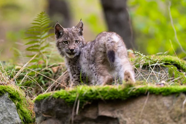 Ağaç gövdesi ile yeşil orman Lynx. Doğadan yaban hayatı sahne. Bayağı vaşak, hayvan davranış habitat içinde oynamaya. Almanya'dan vahşi kedi. Ağaçların arasında vahşi Bobcat